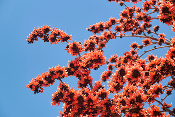 Vibrant red flowers of Butea monosperma (popularly known as 'palash'), a deciduous tree native to...
