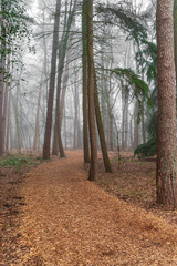 Foggy forest and trails in winter