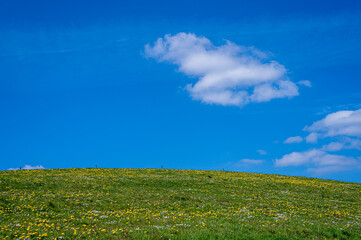 Blauer Himmel und Frühlingswiese