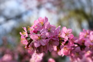 Cherry blossoms in the Japanese garden. Spring flowering. Pink cherry blossom. Spring. Flowers.