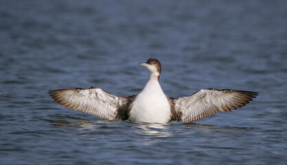 Common ioon in winter