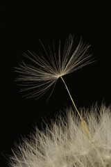 A close-up of a Dandelion against a black background
