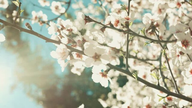 ALmond Tree 4k Prores 10bit Sky Summer Sunny Day