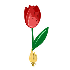 A red tulip with an onion.