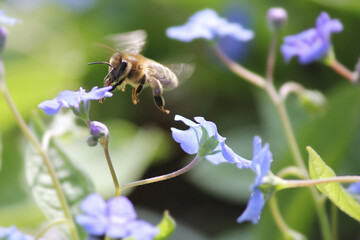 Nahaufnahme einer fliegenden Biene in der Luft, welche Pollen von blauen Blumen (Vergissmeinnicht)...