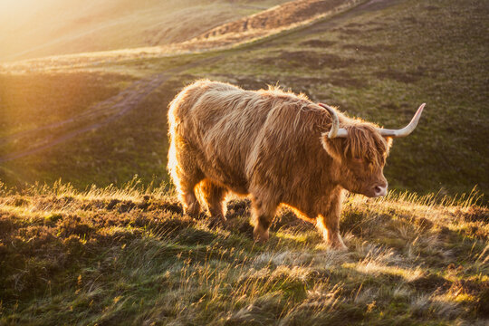 scottish highland cow