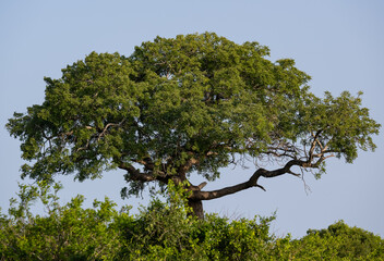Baum und Buschlandschaft Naturreservat Hluhluwe Nationalpark Südafrika
