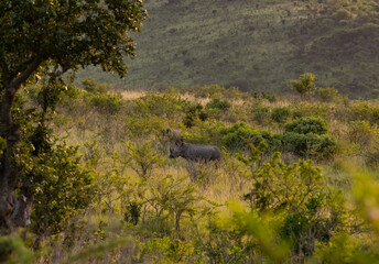 Nashorn im Naturreservat Hluhluwe Nationalpark Südafrika