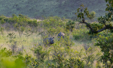 Nashorn im Naturreservat Hluhluwe Nationalpark Südafrika