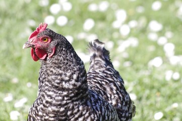 Poule de race Coucou