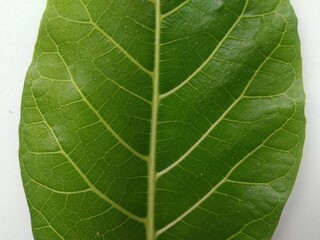Nature Veins and Textures of Green Leaves