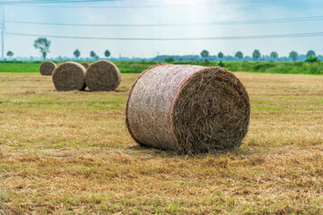 Rolled hay bails in a field in Europe