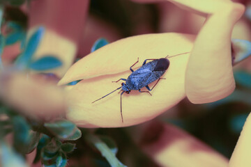 Lepidargyrus is a genus of plant bugs in the family Miridae