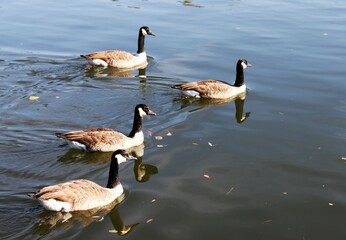 Four canada geese swimming on the river Main in Germany