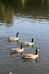 Obraz premium Four canada geese swimming on the river Main in Germany