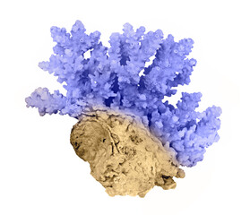 Coral isolated on white background