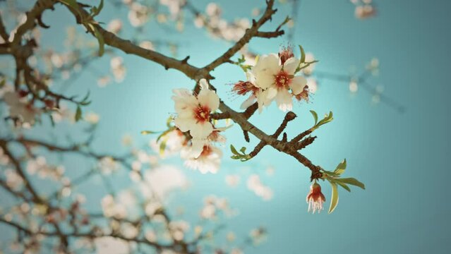 ALmond Tree 4k Prores 10bit Sky Summer Sunlight