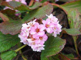 空き地に咲くヒマラヤユキノシタ