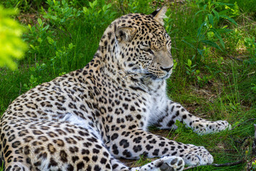 Fototapeta premium Der Leopard - Panthera pardus