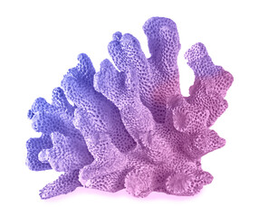 Coral isolated on white background
