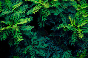 Green leaves exotic tree top view nature background