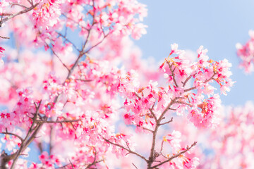Fototapeta na wymiar 満開のおかめ桜【cherry blossom】
