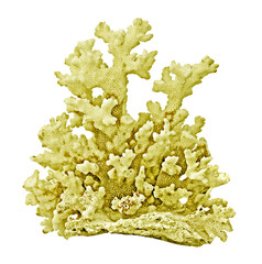 Coral isolated on white background