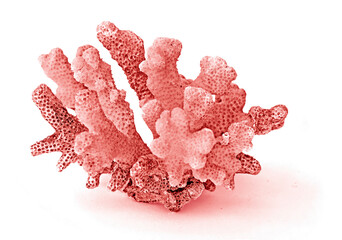 Coral isolated on white background © Dmitry