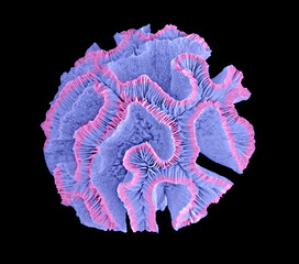 Coral isolated on black background © Dmitry