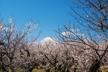 Fototapeta premium 曽我梅林と富士山 神奈川県