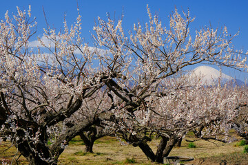 富士山と曽我梅林　神奈川県