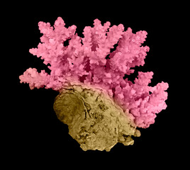 Coral isolated on black background © Dmitry