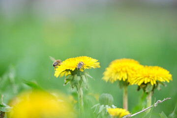 Honey bee gathering nectar on yellow dandelion flowers blooming on summer meadow in green sunny garden