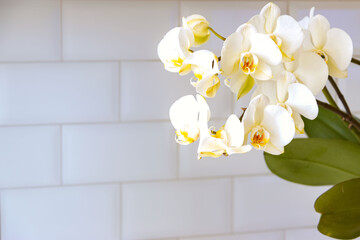Large flowers of a white orchid on a light background