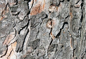close up of a brown-gray tree bark of an old tree