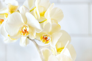 Fototapeta na wymiar Flowers of white orchid close-up. Floral Background