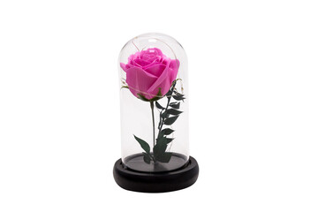 Pink glowing rose in a flask. Laconic execution and a flower under a transparent dome. In transparent glass on a white background, creative.