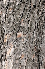 close up of a brown-gray tree bark of an old tree