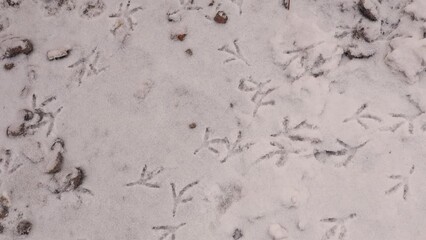 Birds footprints on the snow. crows and pigeons.
Animals foot prints in the winter.
Local animal track, Tracks.
Footprint bird on the earth Surface.
Foot print on ice, freezing, frozen