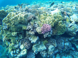 Naklejka na ściany i meble Colorful coral reef with tropical fish in Sharks Bay, Sharm El Sheikh, South Sinai Governorate, Egypt, North Africa. Underwater world of the Red Sea