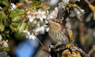 Eurasian wryneck in flowers