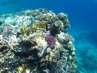 Beautiful colorful coral reef with tropical fish in Sharks Bay, Sharm El Sheikh, South Sinai Governorate, Egypt, North Africa. Underwater world of the Red Sea.