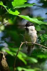 Marsh tit (Pecile palustris - Family of Paridae) on a deciduous branch in the middle of the forest