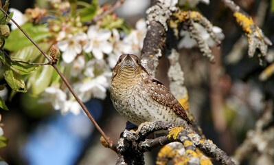 Eurasian wryneck upfront