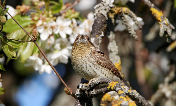 Eurasian Wryneck Upfront