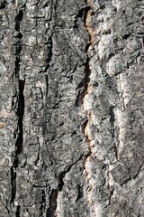 close up of a brown-gray tree bark of an old tree