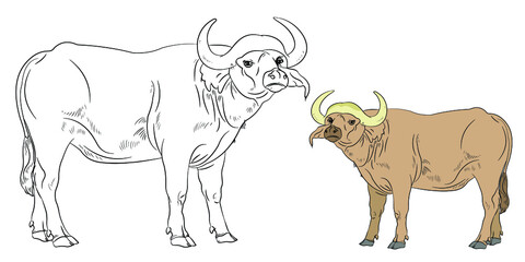 Large wild animal buffalo, black and white image. Coloring book for kids. Vector drawing.