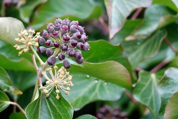 Wet purple ripe berries of common ivy. Ivy berries are somewhat poisonous to humans, but ivy extracts are part of current cough medicines. High quality photo