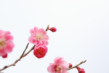 Fototapeta na wymiar 八重咲きの紅梅