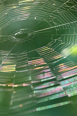 虹色に光る蜘蛛の巣